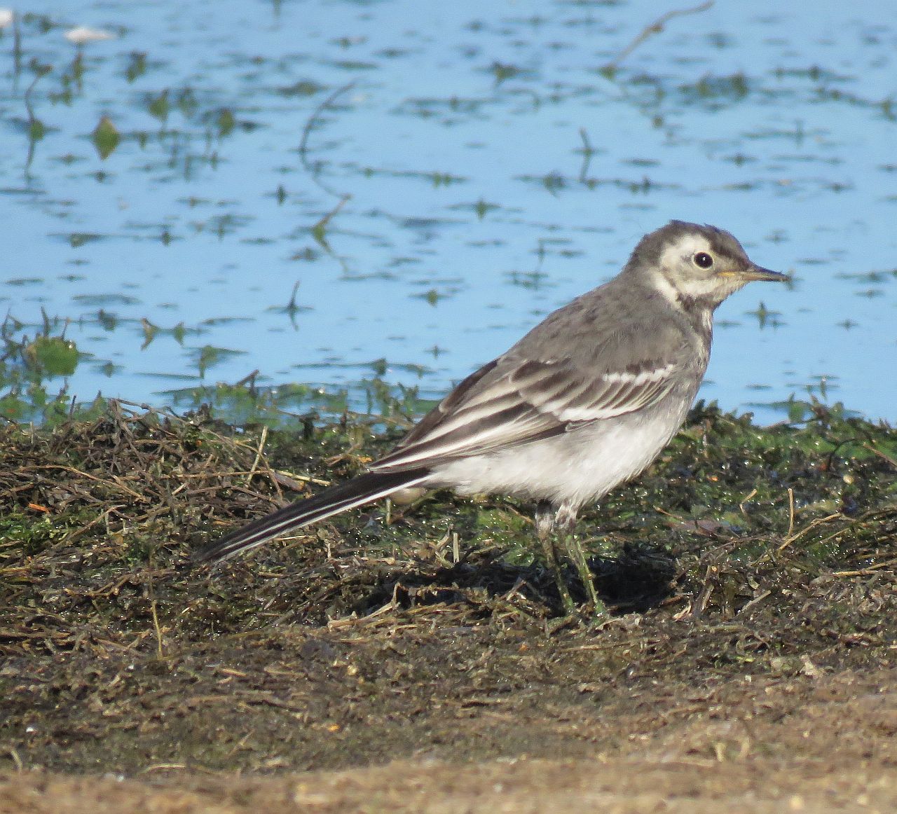   Pied Wagtail  